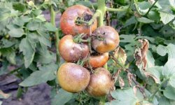 Чим обробити помідори від фітофтори в теплиці: хімічні і народні засоби
