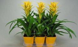 Гузмания язичкова (кімнатні рослини): догляд в домашніх умовах, фото, розмноження, пересадка