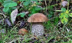 Гриб підберезник: як виглядає — фото і опис, як посадити гриби на ділянці