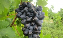Сорт винограду Атос: опис і фото
