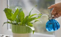 10 секретів поливу кімнатних рослин