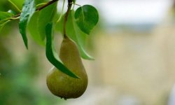 Розмноження груші: види, терміни, особливості посадки і догляду за рослинами