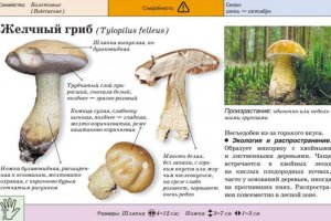 Гриб гірчак: фото і опис, їстівний чи ні, користь і шкода, застосування в кулінарії і медицині