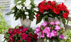 Розмноження бальзаміну в домашніх умовах, особливості догляду та вирощування