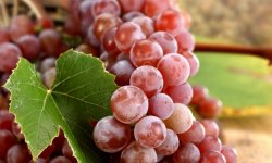 Виноград при панкреатиті: чи можна їсти, користь і протипоказання, як правильно вживати