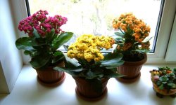 Каланхое каландіва — догляд в домашніх умовах, пересадка на фото