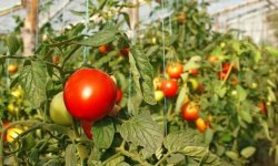 Як часто і як правильно треба поливати помідори в теплиці: норма, оптимальні кліматичні умови, основні правила