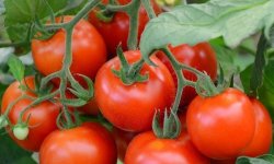 Томат Сусідська заздрість: характеристика і опис сорту, фото, врожайність, посадка і догляд