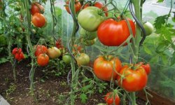 Томат Краснобай — опис сорту, врожайність вирощування і догляд