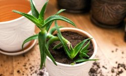 Як часто і як правильно поливати алое в домашніх умовах: частота поливу, основні правила