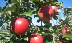 Сорт яблук Джонагоред: основні відмінності і характеристика, агротехніка вирощування і догляд, відгуки