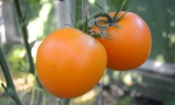 Томат &laquo;Андромеда&raquo;: характеристика і опис сорту, фото, врожайність, посадка і догляд