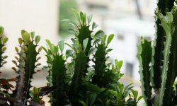 Молочай: отруйний чи ні, чим небезпечний для людини, опис кімнатної рослини
