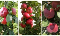 Колоновидна яблуня Останкіно: опис і характеристика сорту, особливості посадки і догляду, фото