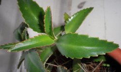 Як і коли обрізати каланхое в домашніх умовах: як прищеплювати після цвітіння, подальший догляд, фото