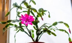 Чому не цвіте декабрист в домашніх умовах: в чому причина, що при цьому робити