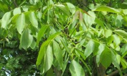 Чим корисні листя волоського горіха: лікувальні властивості, застосування в медицині і протипоказання для чоловіків і жінок