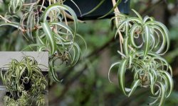 Хлорофітум кучерявий: догляд в домашніх умовах, фото, розмноження, відгуки