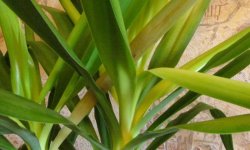 Чому жовтіють і сохнуть листя у юки: причина і що робити