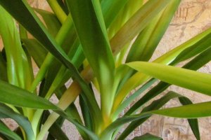 Чому жовтіють і сохнуть листя у юки: причина і що робити