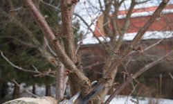 Обрізка вишні: як правильно обрізати в домашніх умовах, покрокова інструкція для початківців