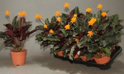 Калатея Крокат: догляд в домашніх умовах, фото, пересадка, хвороби