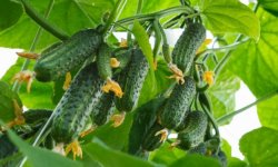 Як продовжити плодоношення огірків: чим підгодувати в теплиці і у відкритому грунті