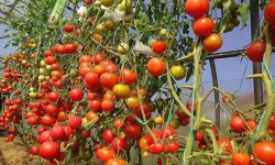 Коричневі плями на помідорах: чому з’явилися, що при цьому робити і як позбутися, фото