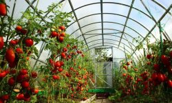 Схема посадки томатів у теплиці: розміщення, густота посадки, як і скільки можна посадити