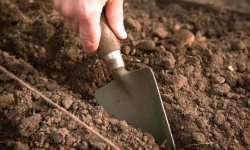 Томат Рожевий фламінго: характеристика і опис сорту, фото, врожайність, посадка і догляд