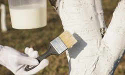 Побілка яблунь: як правильно провести побілку восени і навесні, якісні склади для побілки