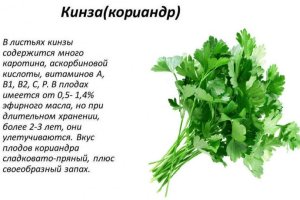 Чим корисна кінза для чоловіків: хімічний склад і калорійність, користь і шкода, правила і норми вживання