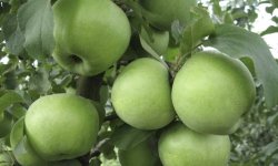 Яблуня Кутузовец: опис і характеристика, умови, посадка і догляд за деревами, фото