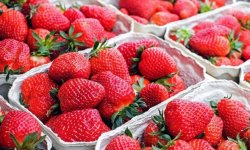 Як зберігати свіжу полуницю: способи, терміни, підготовка полуниці до зберігання