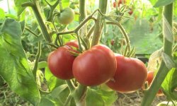 Томат «Алсу»: опис і характеристика сорту з фото, врожайність, особливості посадки, вирощування та догляду, відео