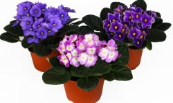 Які горщики потрібні для фіалок: як правильно вибрати, як посадити і доглядати за фіалками в горщику