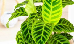 Калатея смугаста (зебрина): опис і фото рослини, вирощування та правила догляду в домашніх умовах