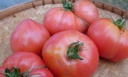 Коли і як правильно садити розсаду помідорів: терміни і технологія посадки, на якій відстані і в який грунт потрібно садити, відео