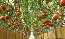 Земля для посадки помідорів в теплиці: вимоги, особливості підготовки