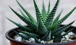 Хавортія смугаста: догляд і розмноження в домашніх умовах, фото