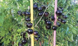 Томат Чорна гроно F1: опис і характеристика сорту з фото, врожайність, особливості вирощування