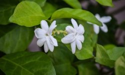Жасмин Самбак: ботанічний опис кімнатної квітки, різновиди сорту, терміни посадки і як правильно вирощувати арабська жасмин