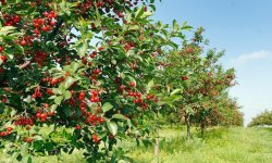 Скільки років живе вишня: тривалість життя, коли починає плодоносити?