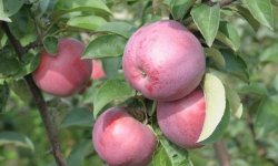 Яблуня Подарунок Графського: опис і характеристика, особливості вирощування та догляду, фото