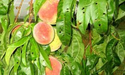 Обробка персика навесні від хвороб і шкідників: види захворювань, етапи та терміни обробки, профілактичні заходи