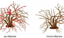Догляд за смородиною восени: обрізка і підгодівля, підготовка до зими, обробка від шкідників