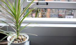 Як правильно поливати драцену в домашніх умовах: скільки разів і як часто, основні правила