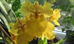 Орхідея онцідіум: догляд та утримання в домашніх умовах, фото, пересадка