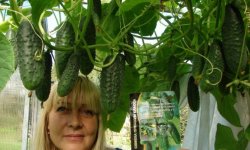 Огірки Всім на заздрість: опис і характеристика сорту, агротехніка посадки і догляду, фото