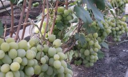 Виноград Кеша: опис і характеристика сорту з фото, вирощування і догляд, відео